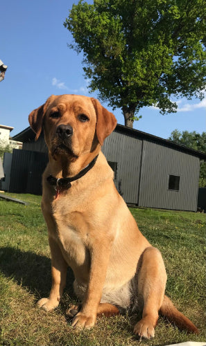 Brown dog sitting on grass with a clear blue sky and production place in background